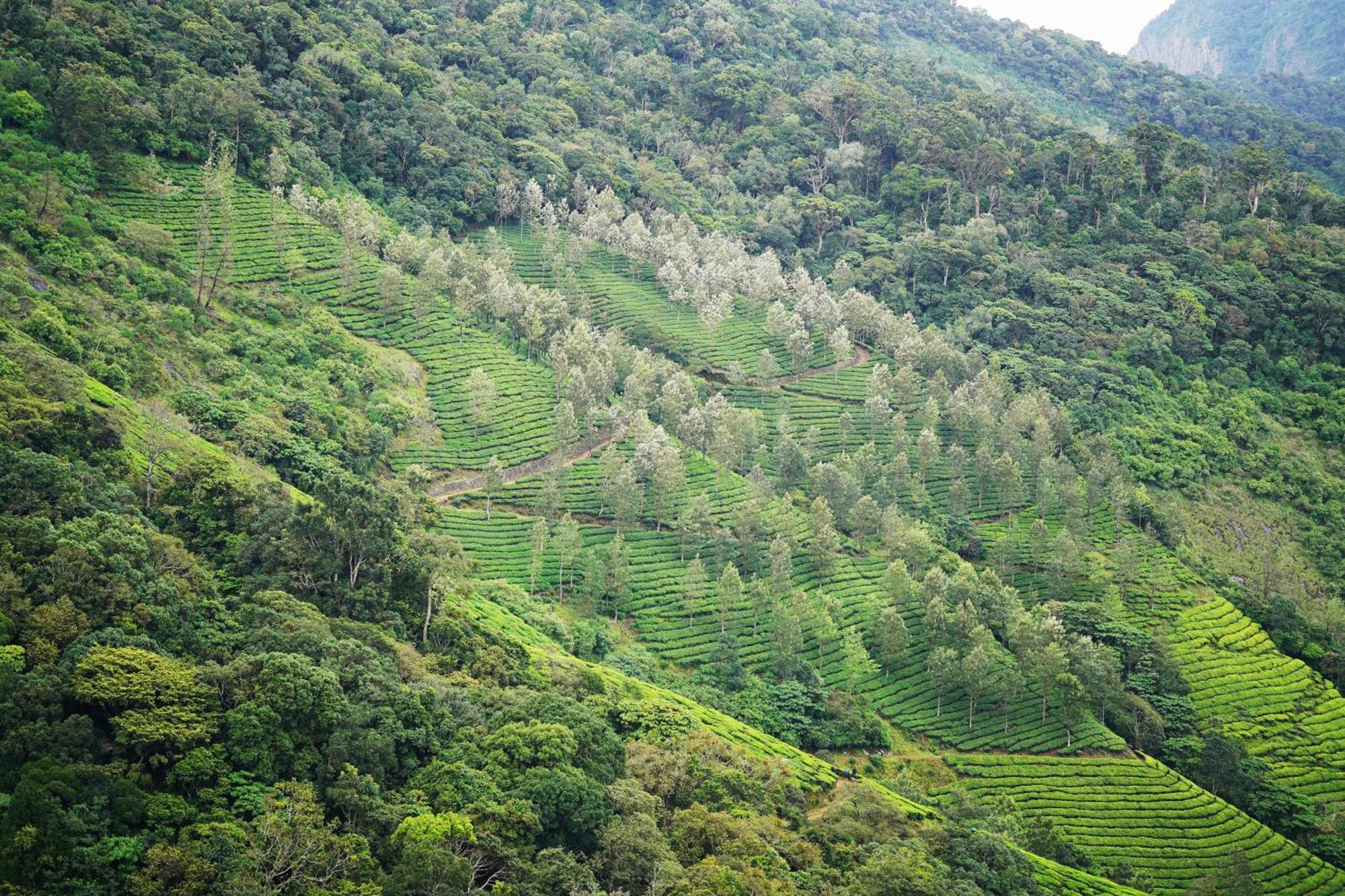 מלון Suryanelli The Teatree Munnar מראה חיצוני תמונה